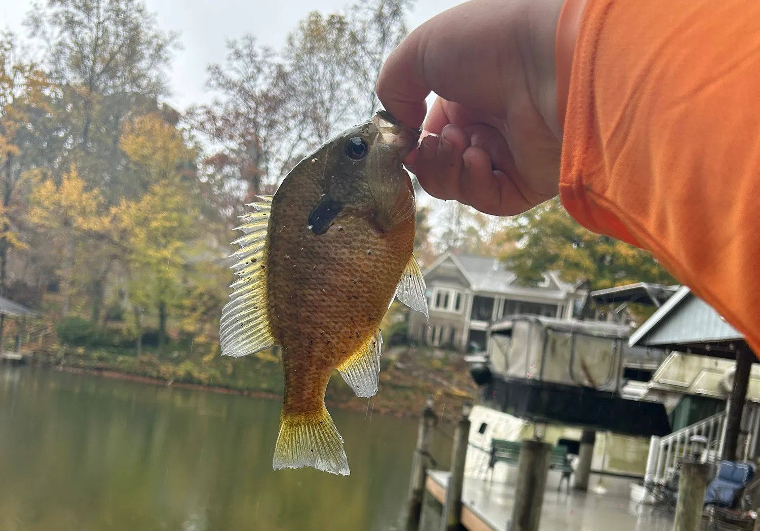 Bluegill x longear sunfish