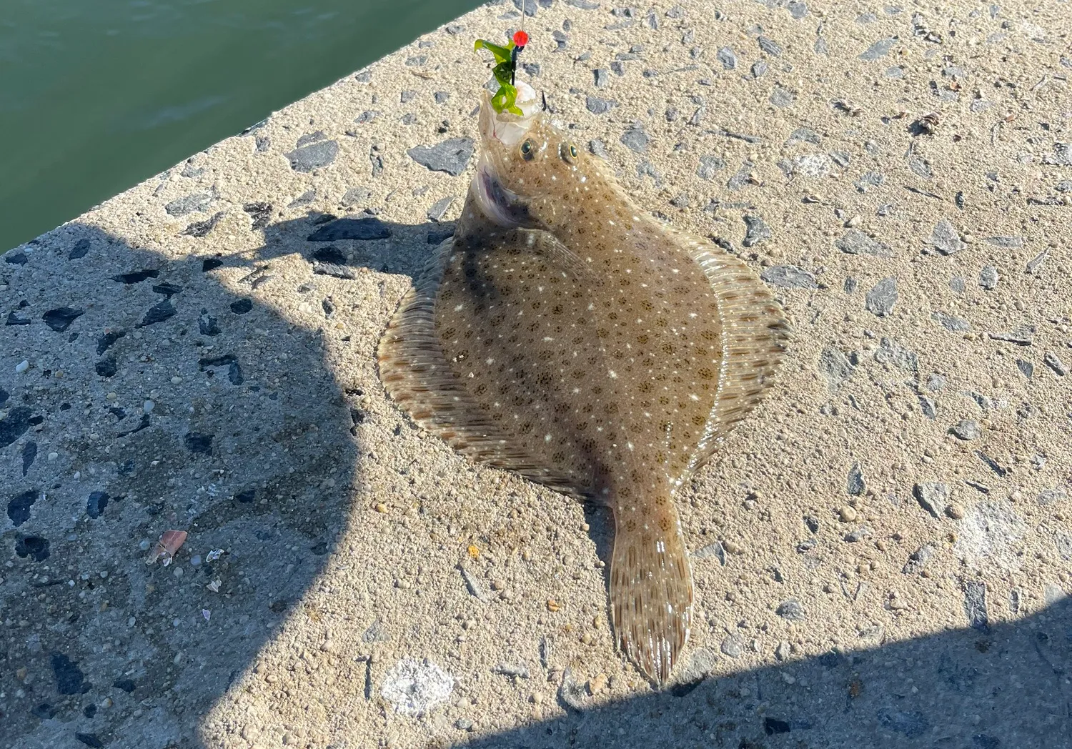 Windowpane flounder