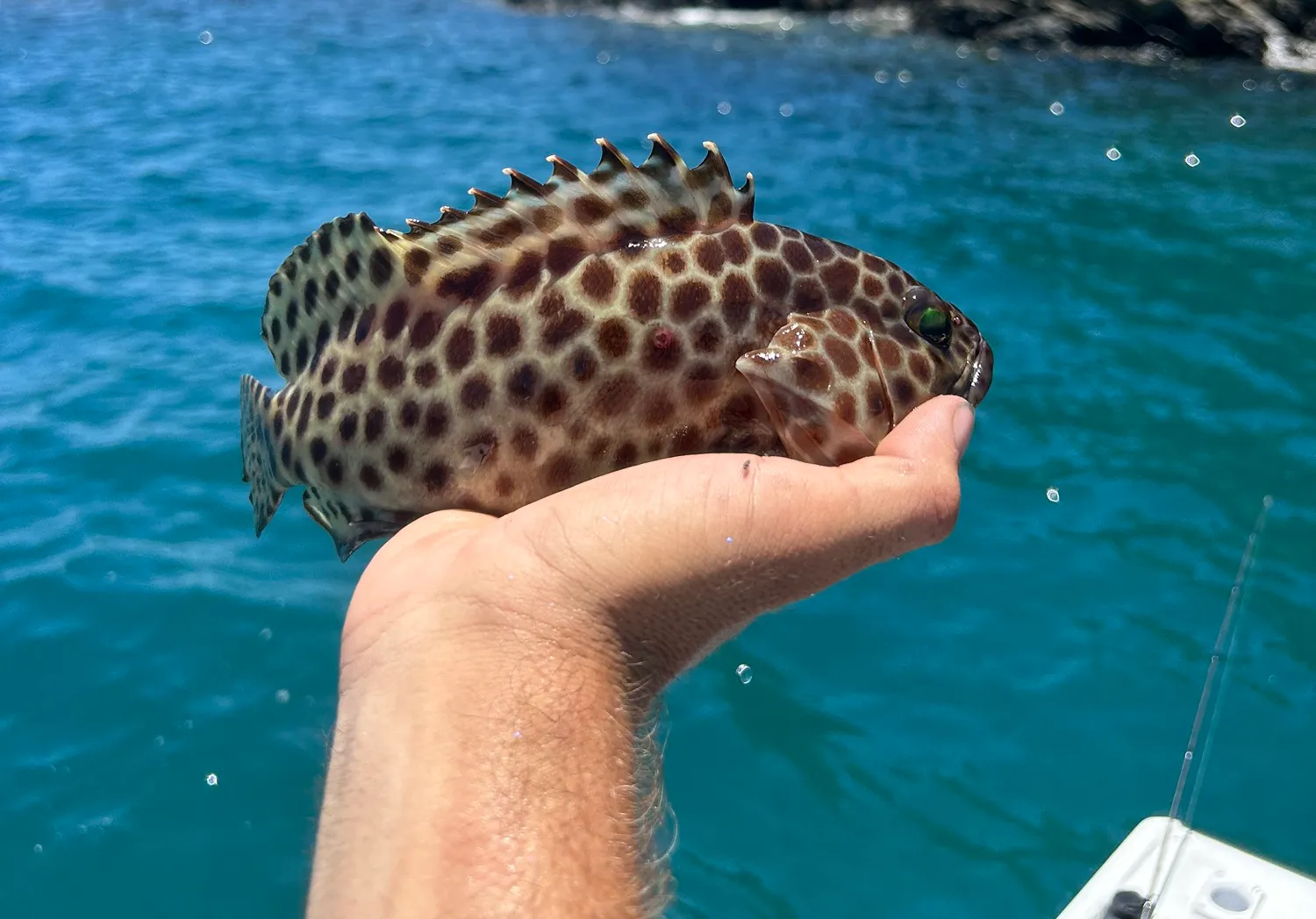 Honeycomb grouper