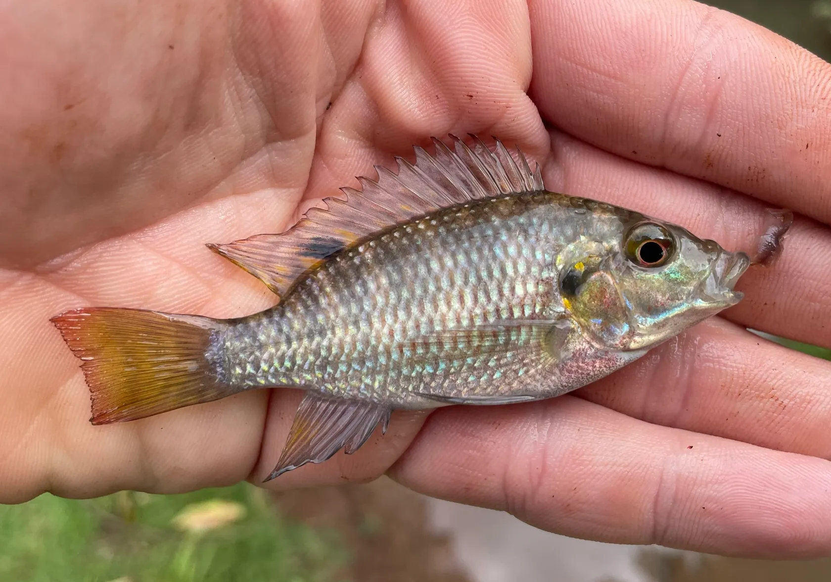 Redbelly tilapia