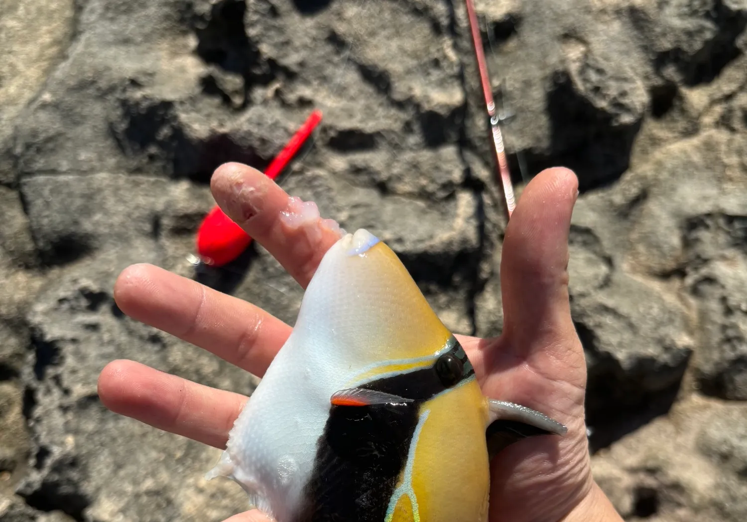 Wedge-tail triggerfish