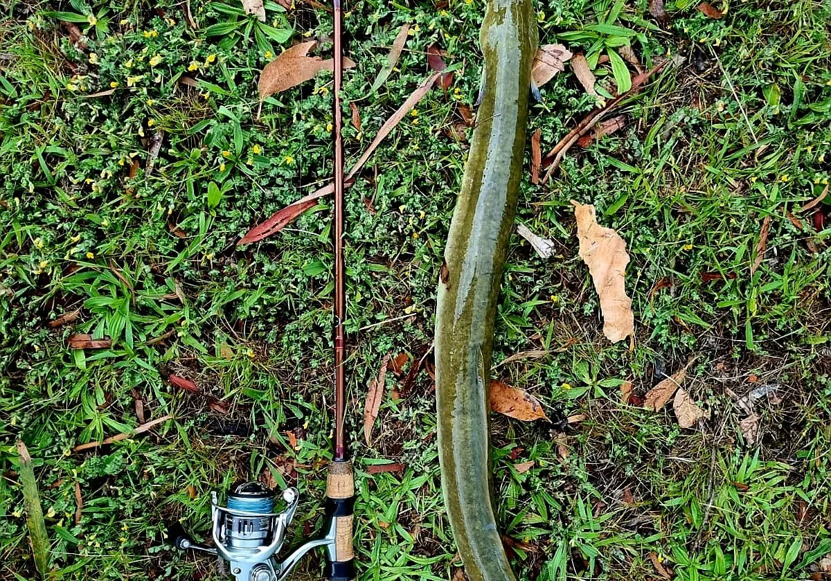 Shortfin eel