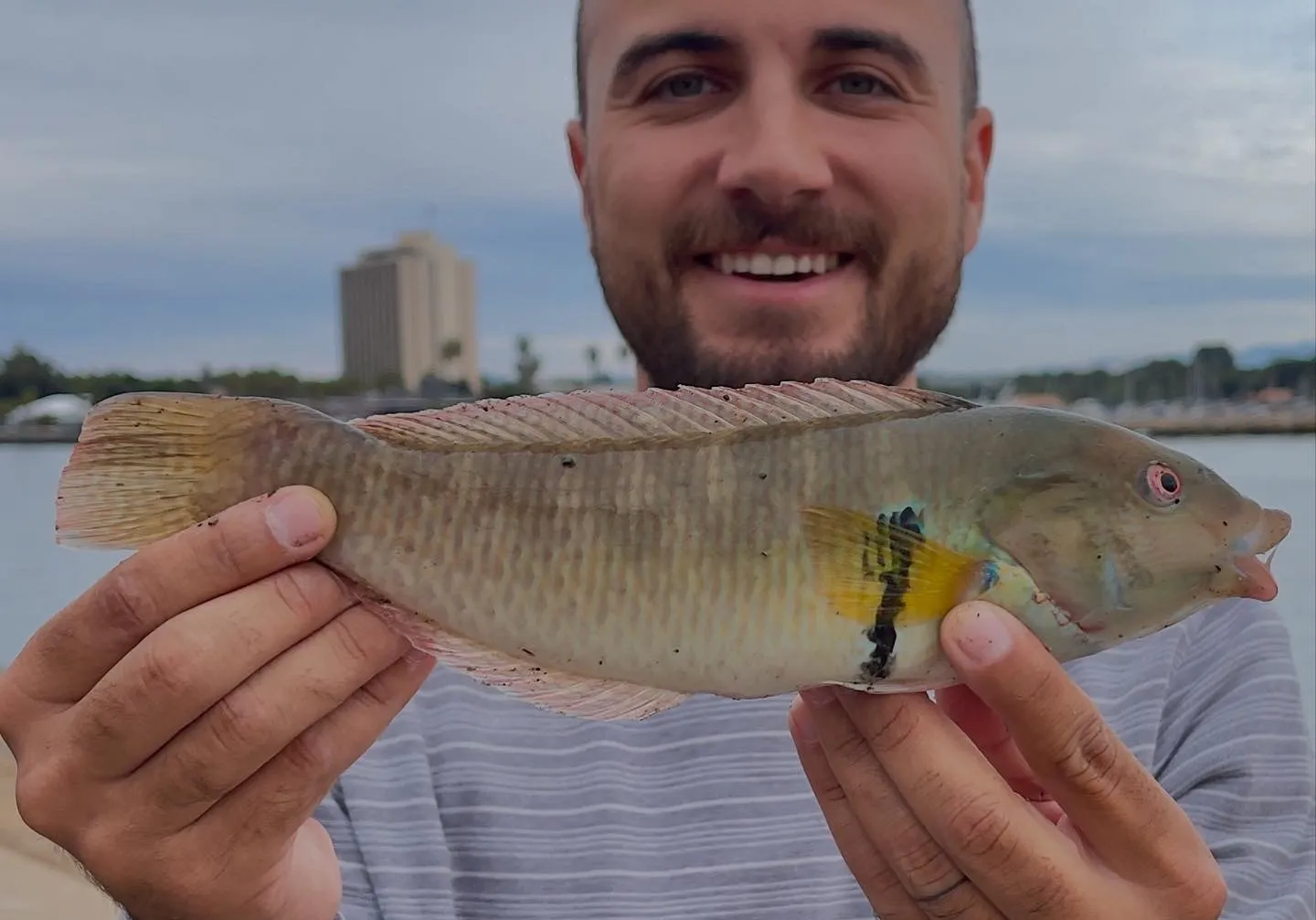 Rock wrasse