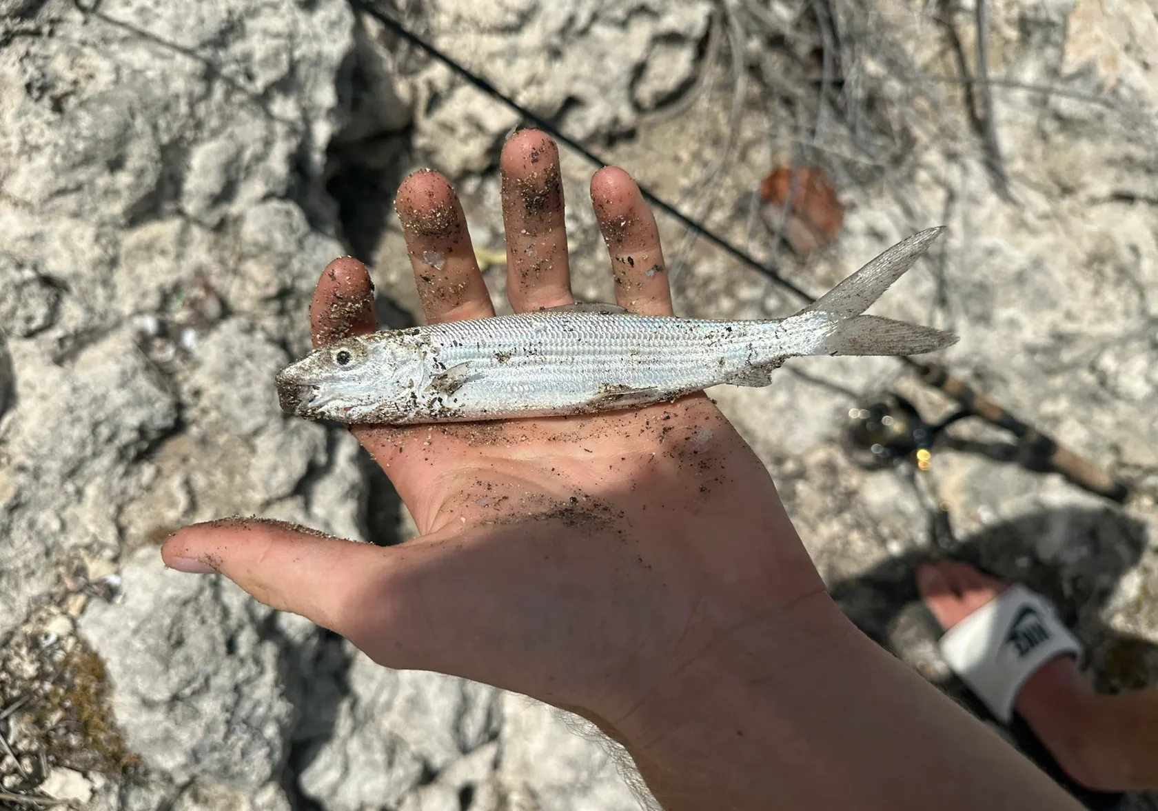 West Atlantic bonefish