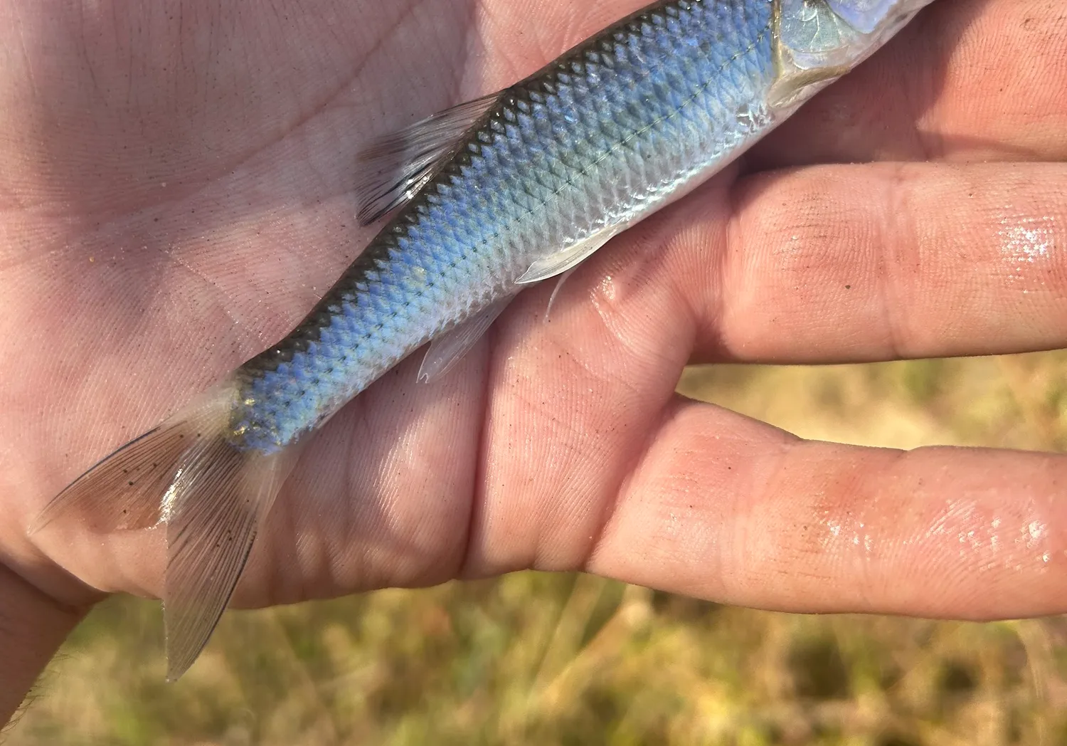 Whitetail shiner