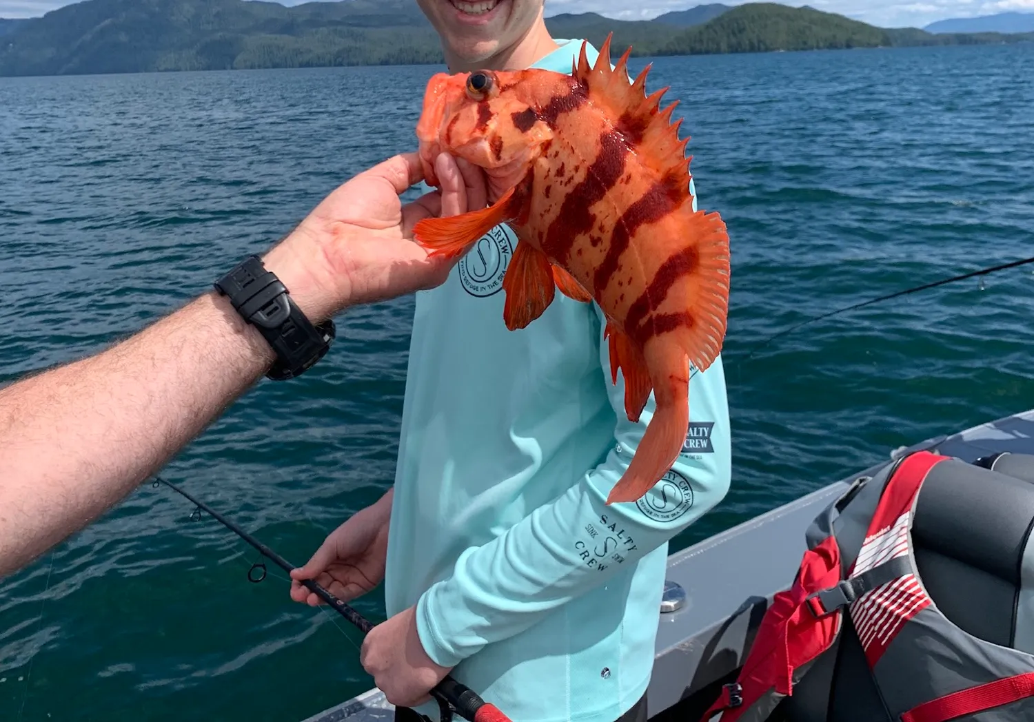 Tiger rockfish