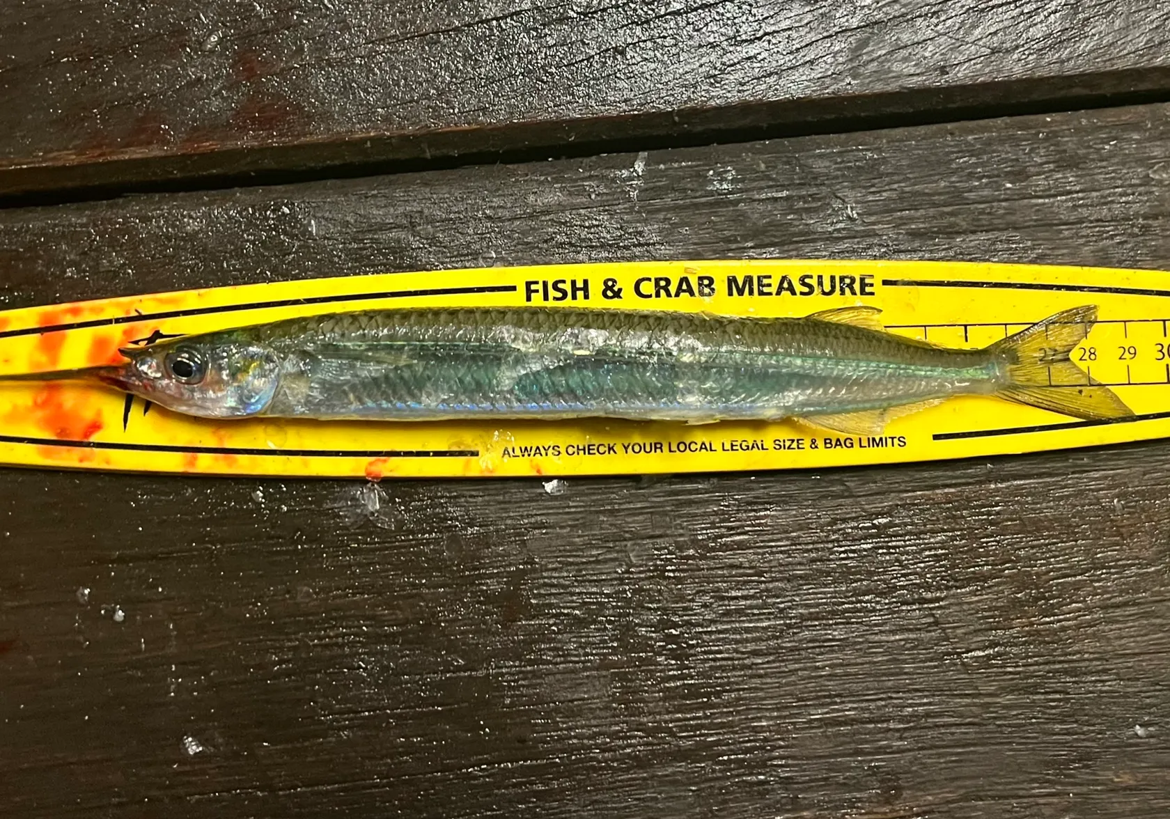 Eastern sea garfish