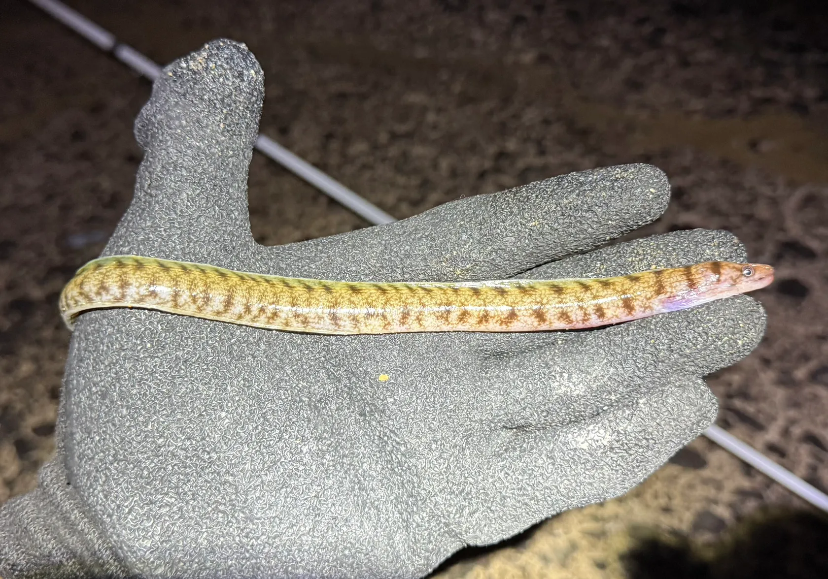 Serpent eel