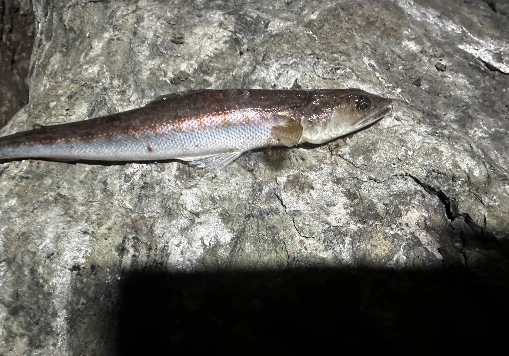 California lizardfish