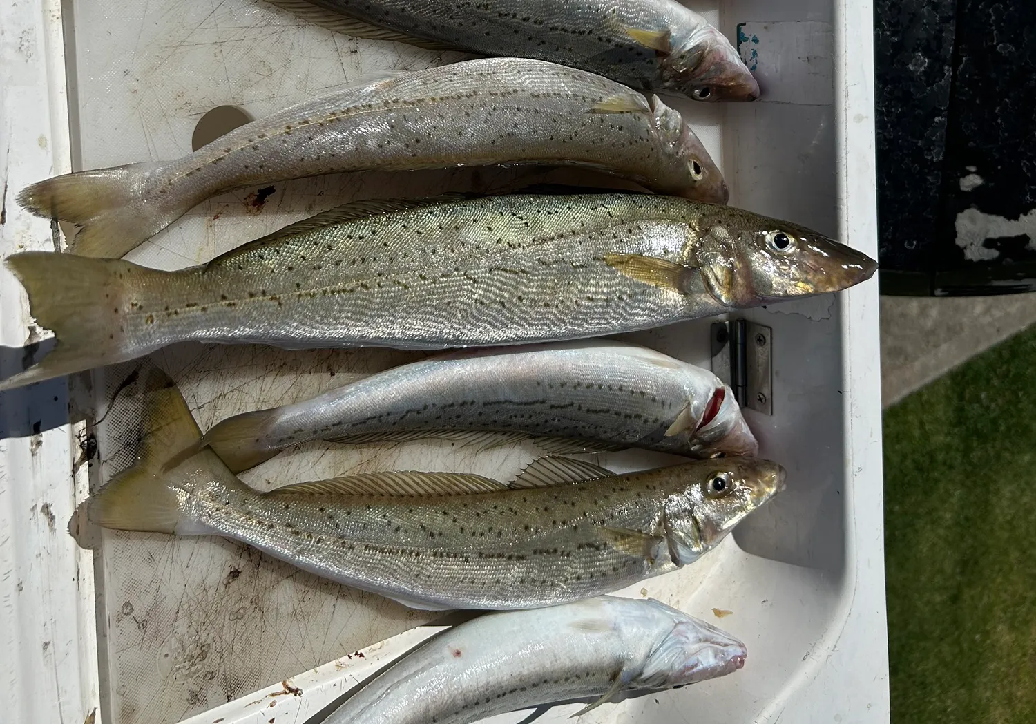 King George whiting