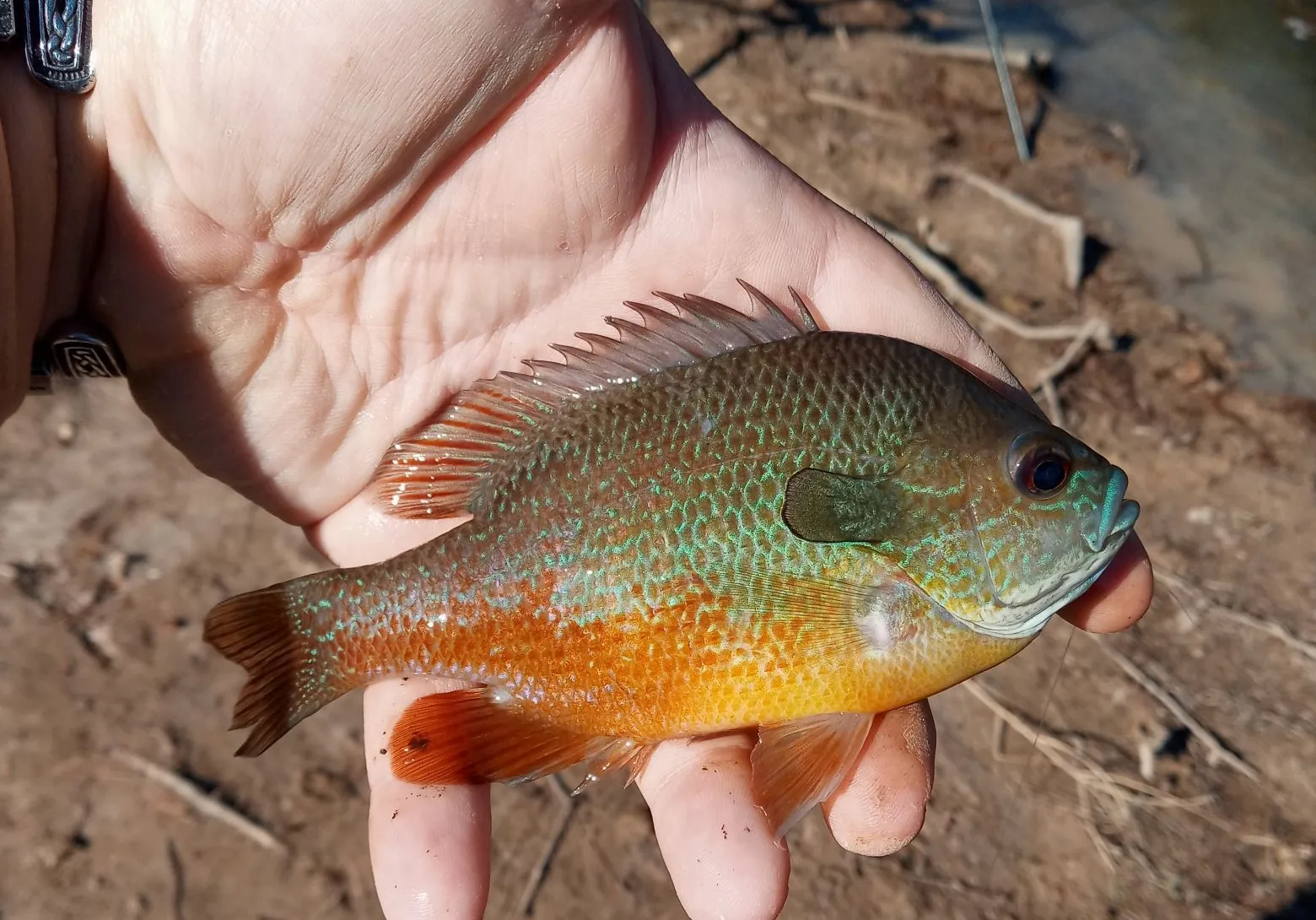 Plains longear sunfish