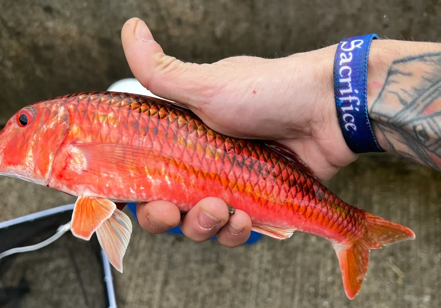 Striped red mullet