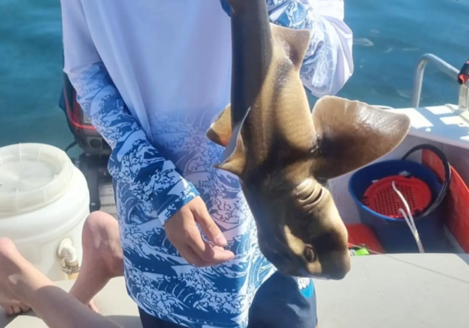 Port Jackson shark