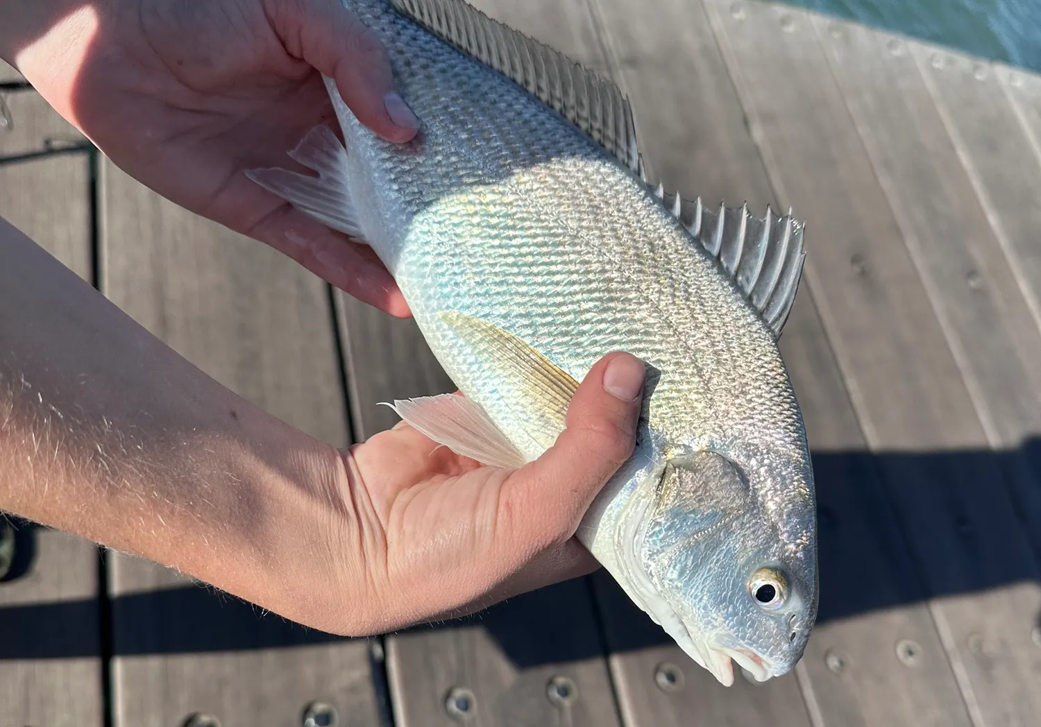 Blackspotted croaker