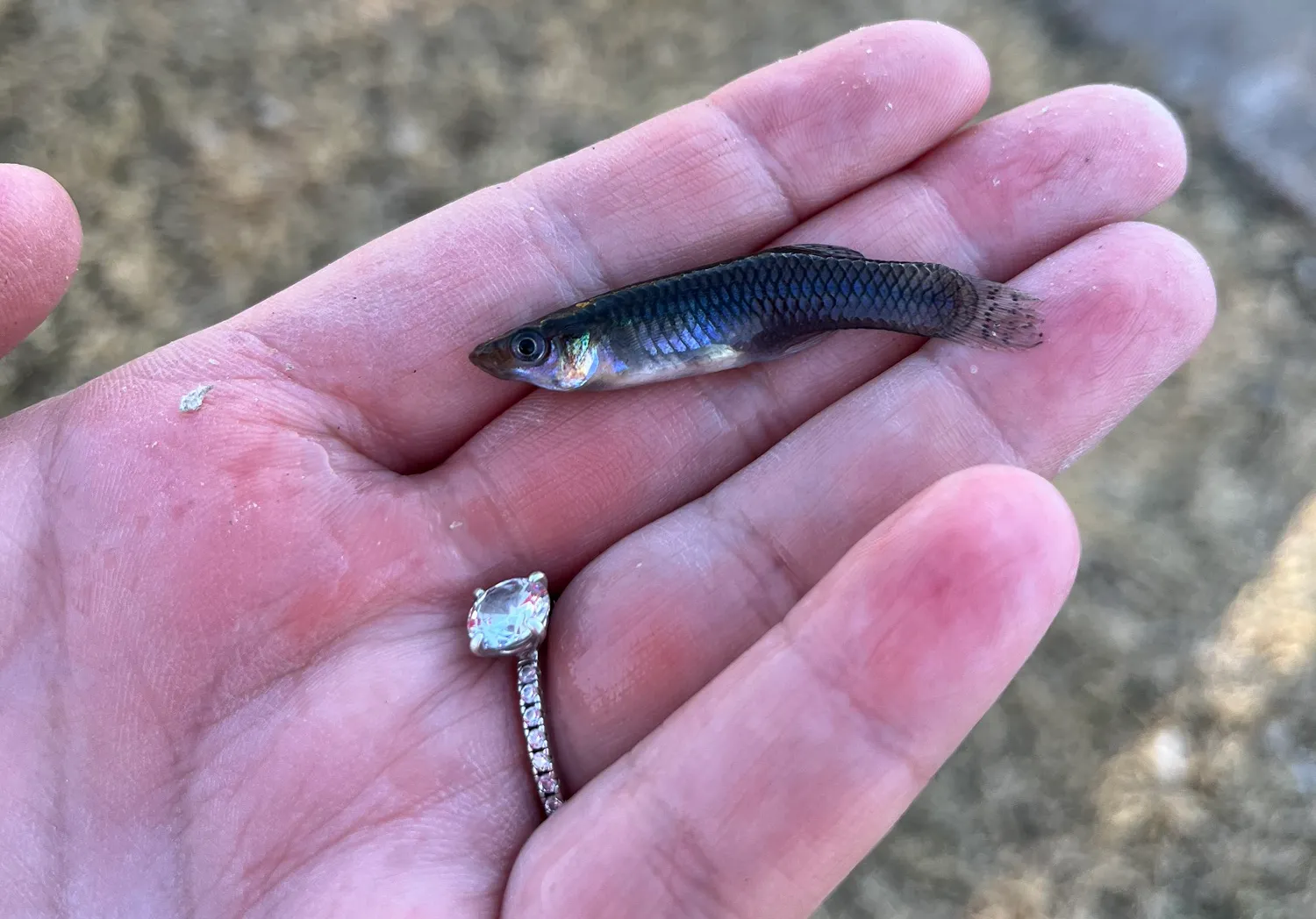 Western mosquitofish