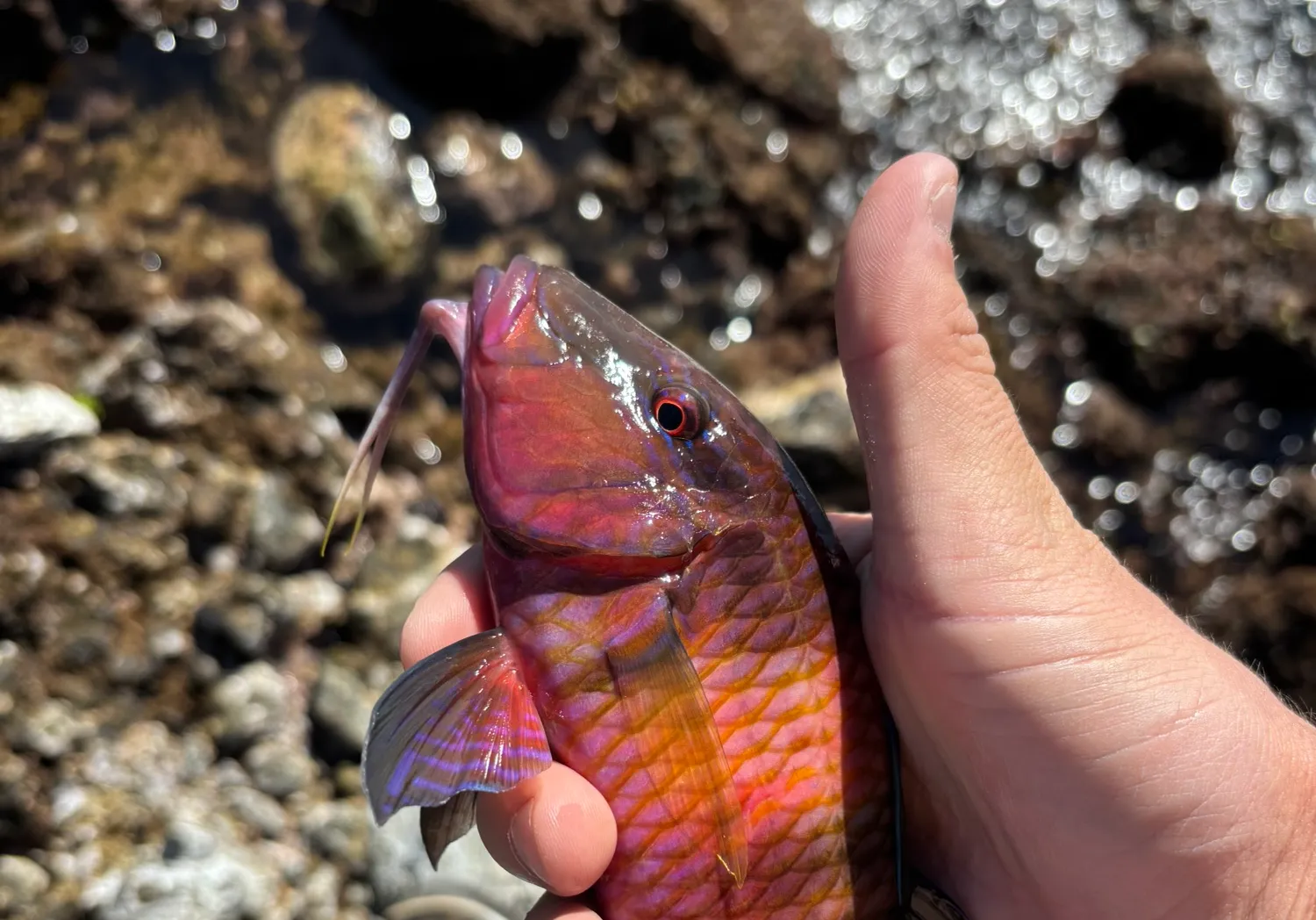 Manybar goatfish