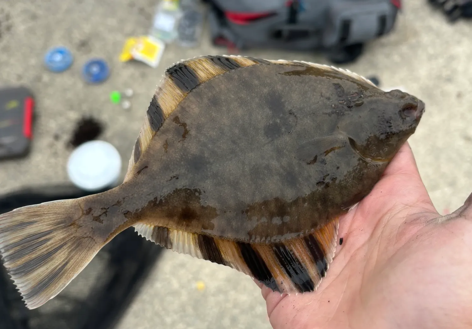 Starry flounder