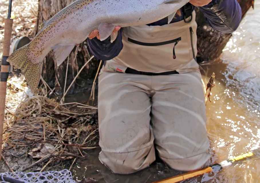 Steelhead