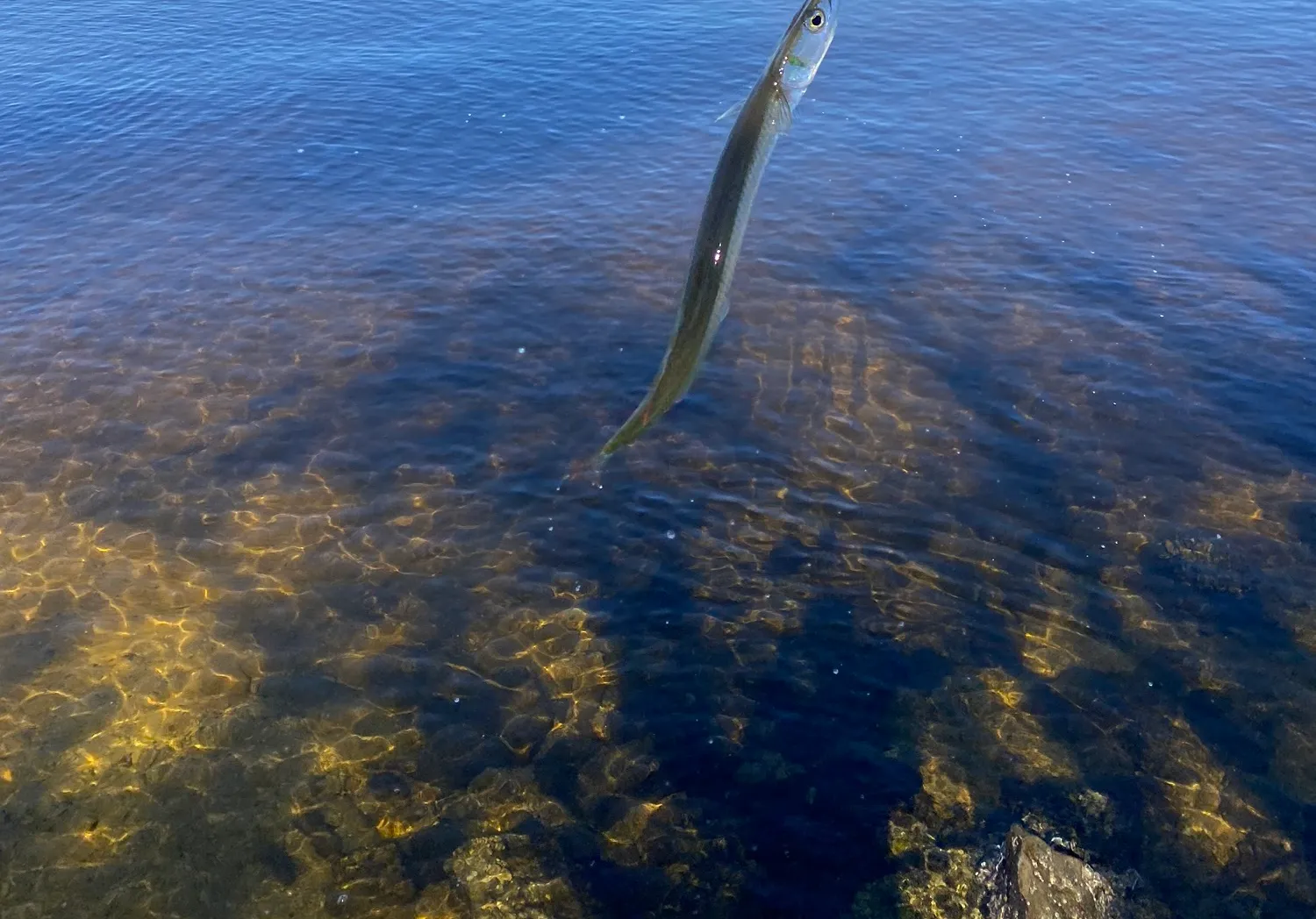 Flat needlefish