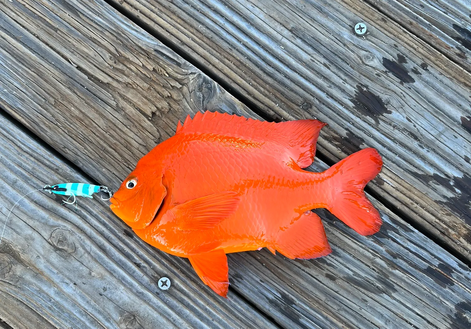 Garibaldi damselfish