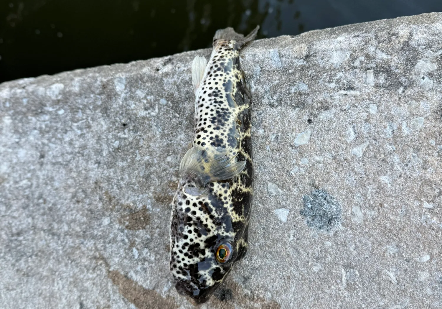 Checkered puffer