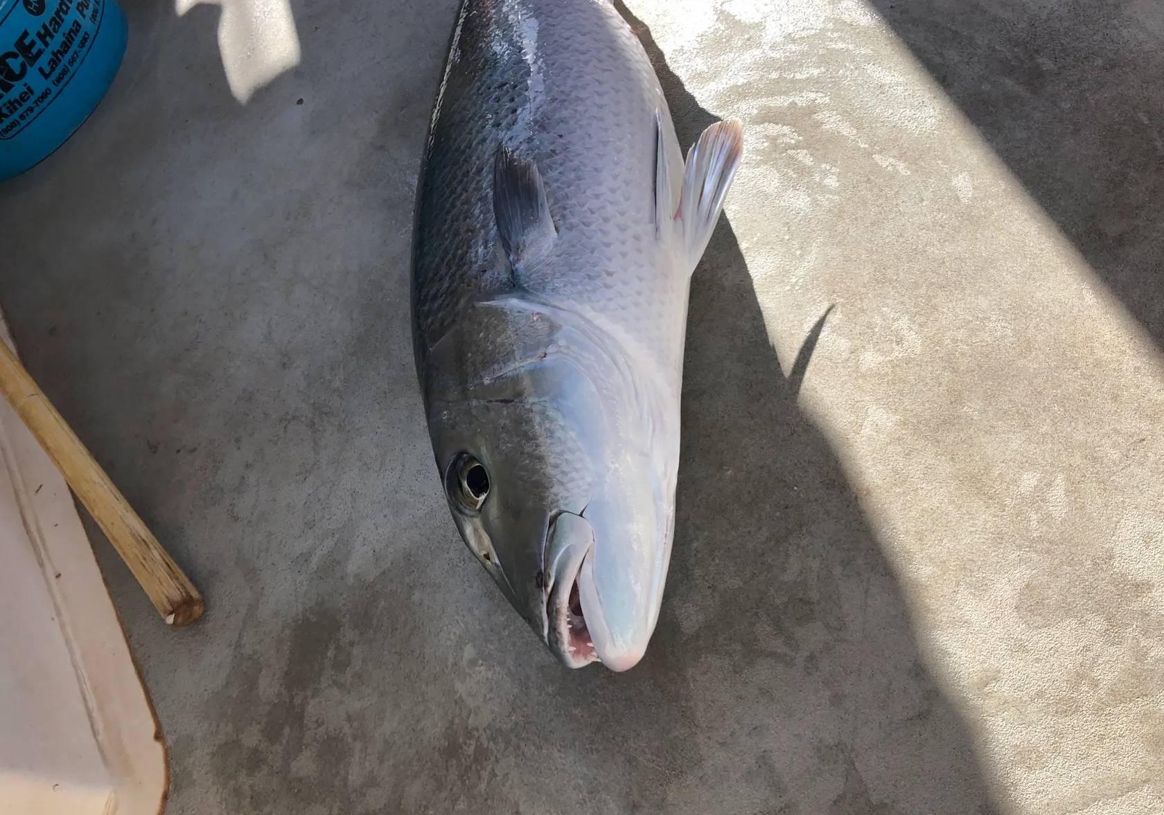 Mangrove red snapper