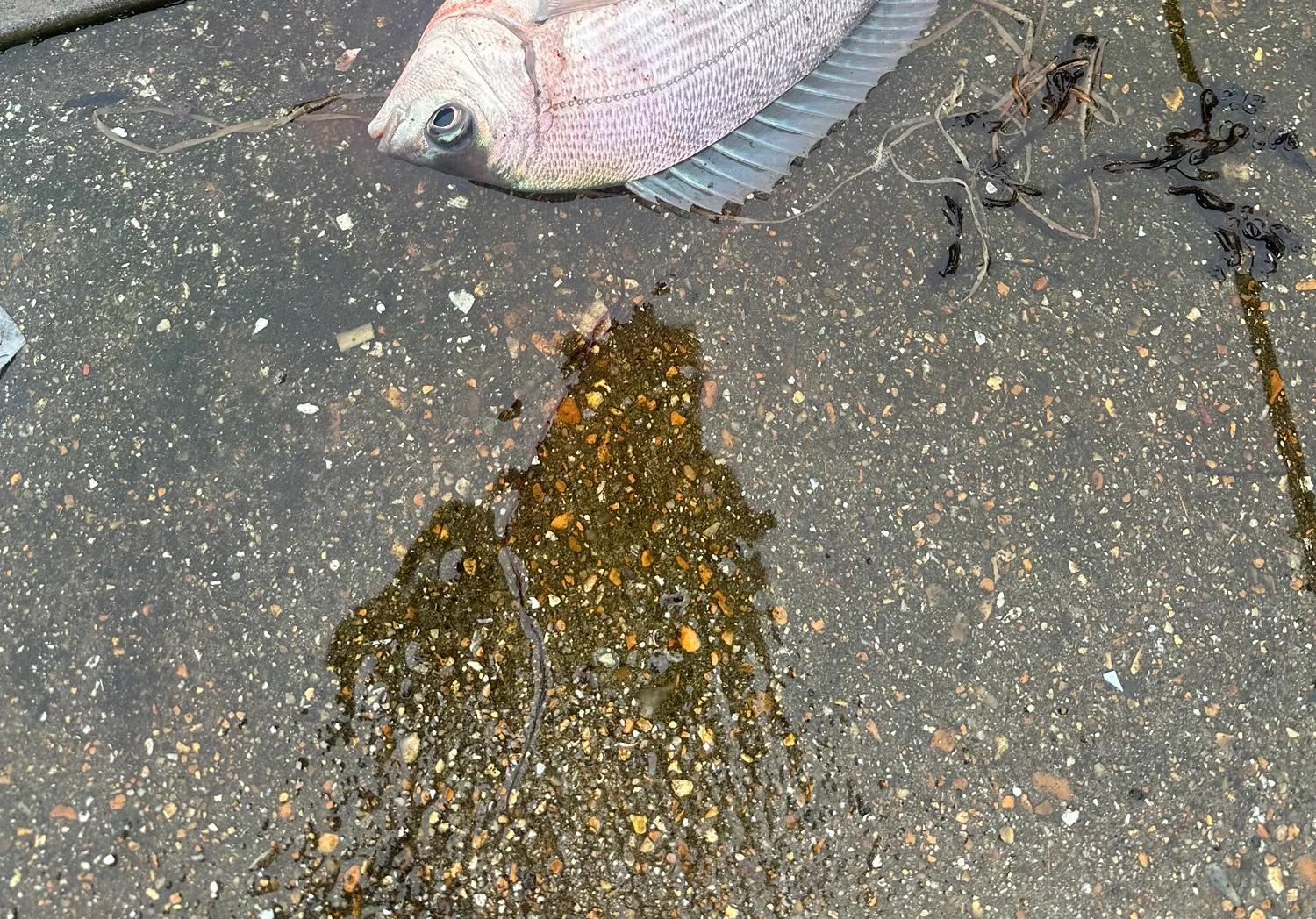 Black seabream