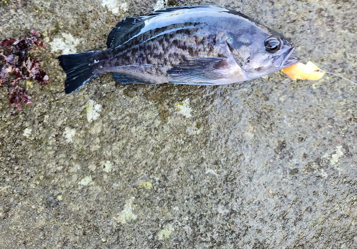 Blue rockfish