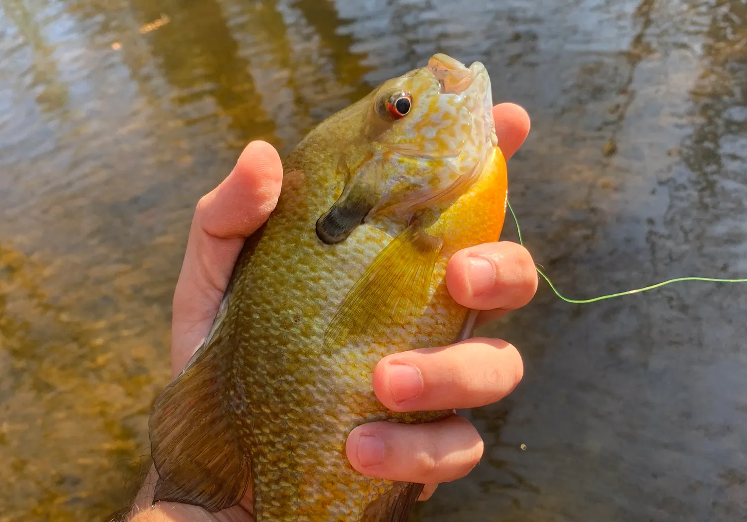 Redbreast sunfish x bluegill