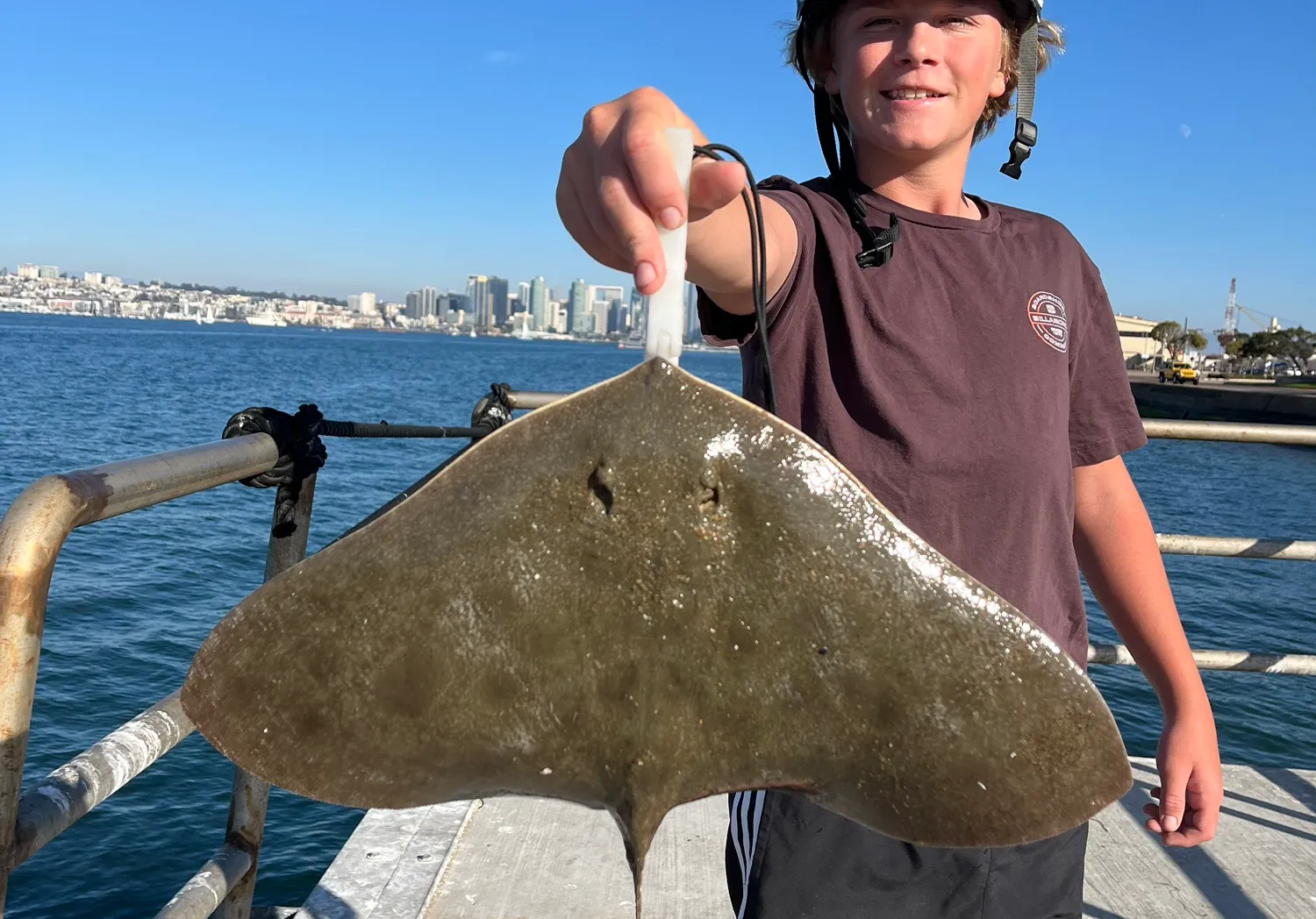 Spiny butterfly ray