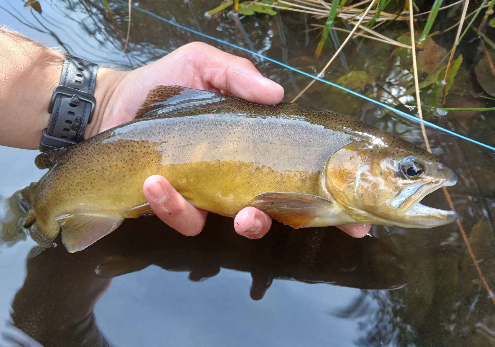 Gila trout