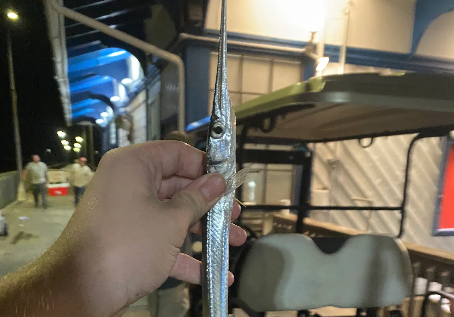 Atlantic needlefish