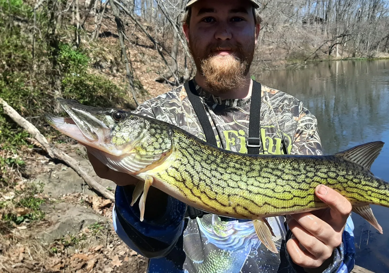 Chain pickerel