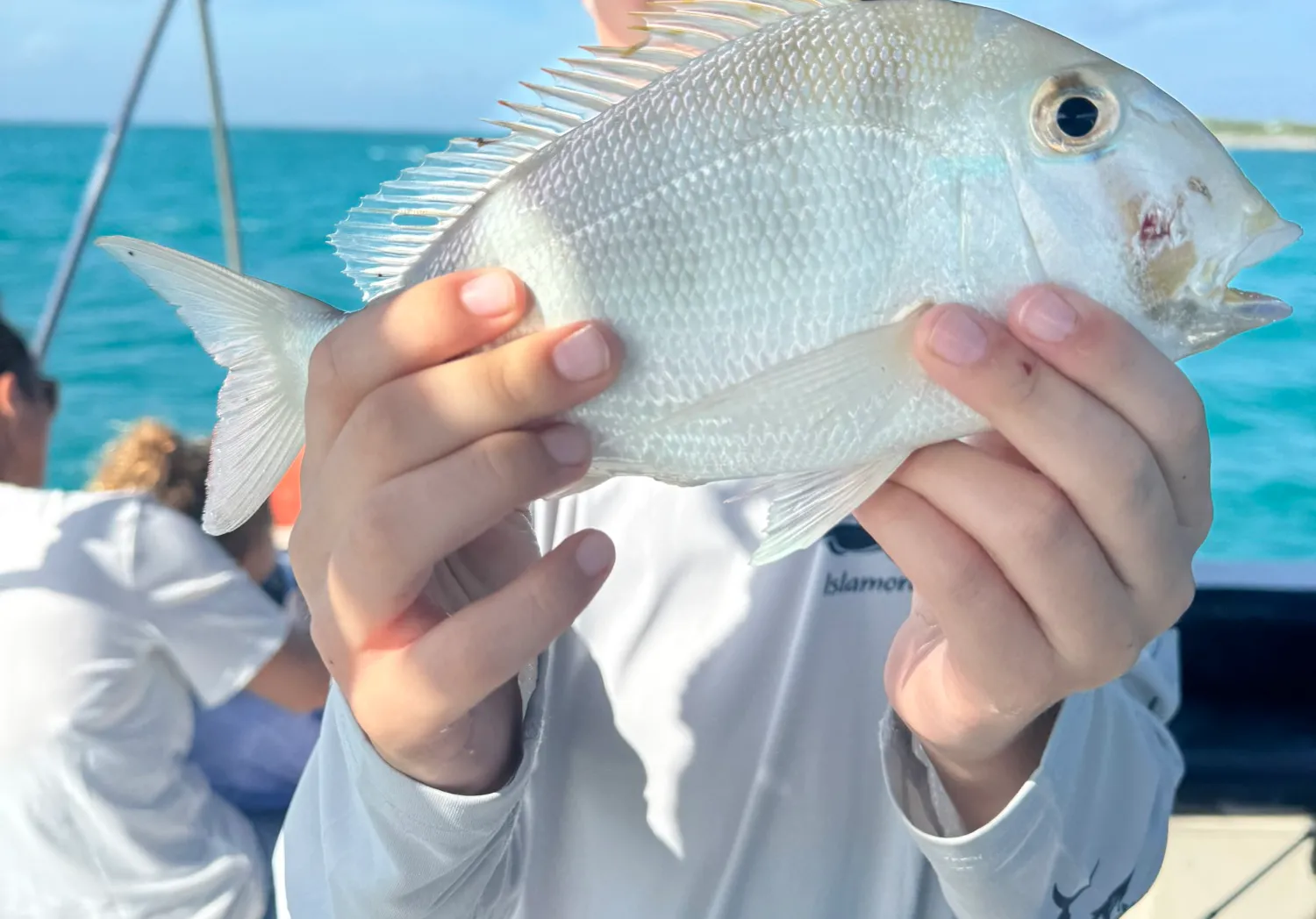 Jolthead porgy