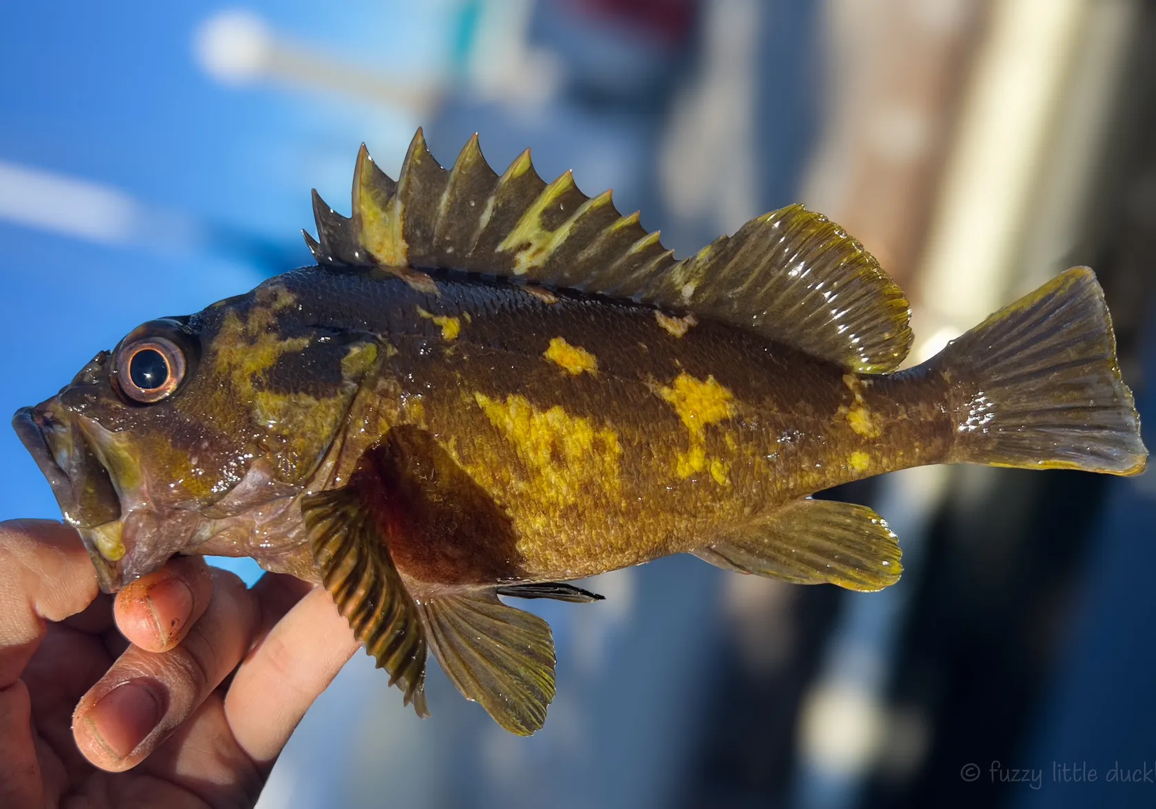 Black and yellow rockfish