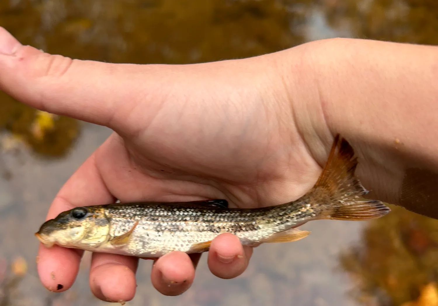 Alabama hogsucker