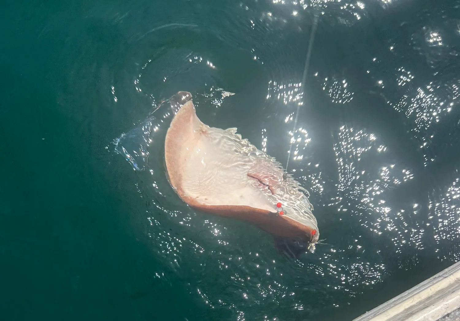 Thorntail stingray