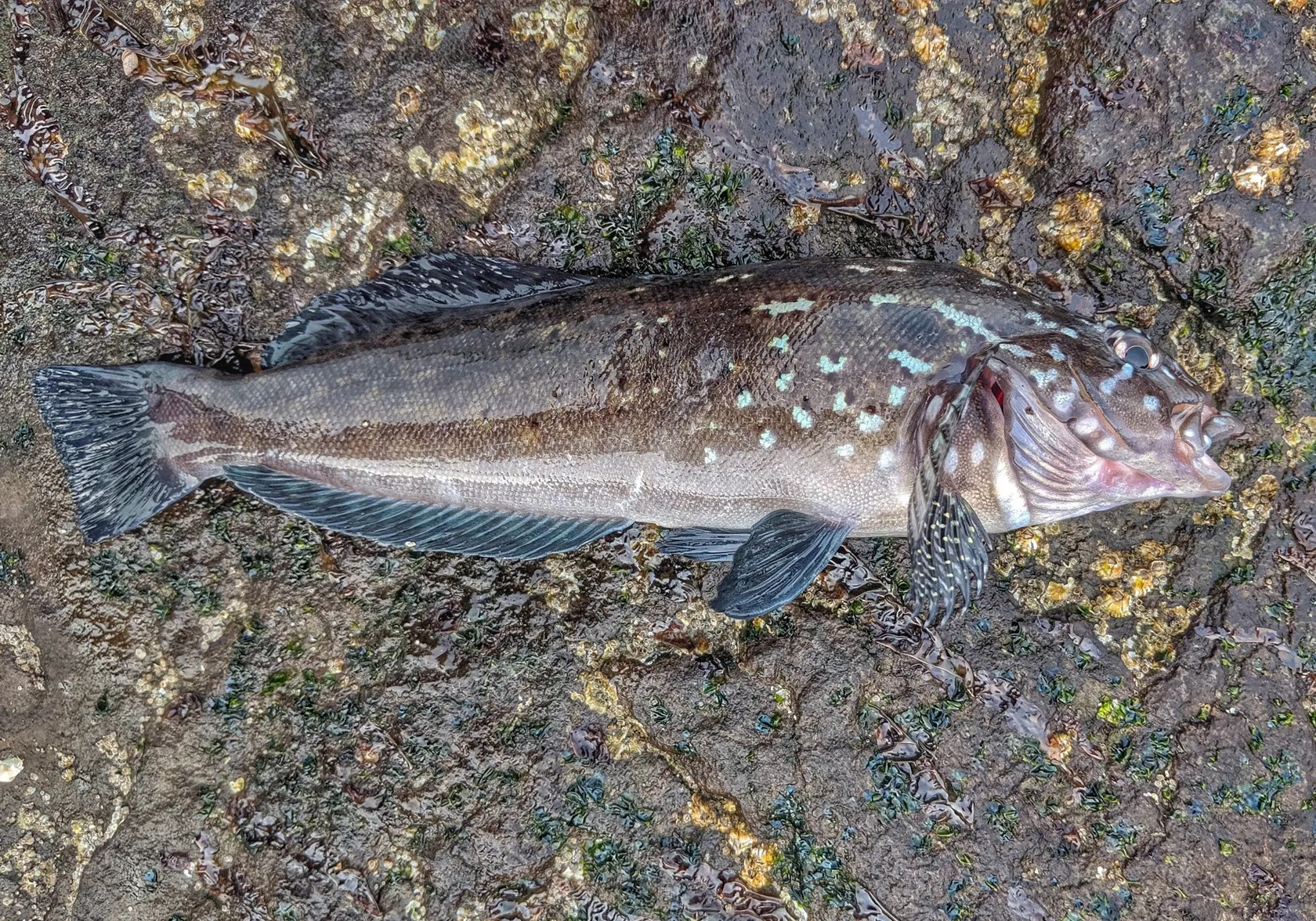 Kelp greenling