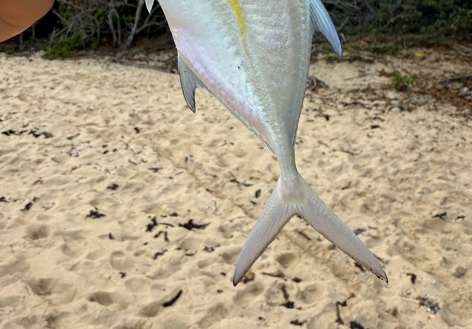 Bluefin trevally