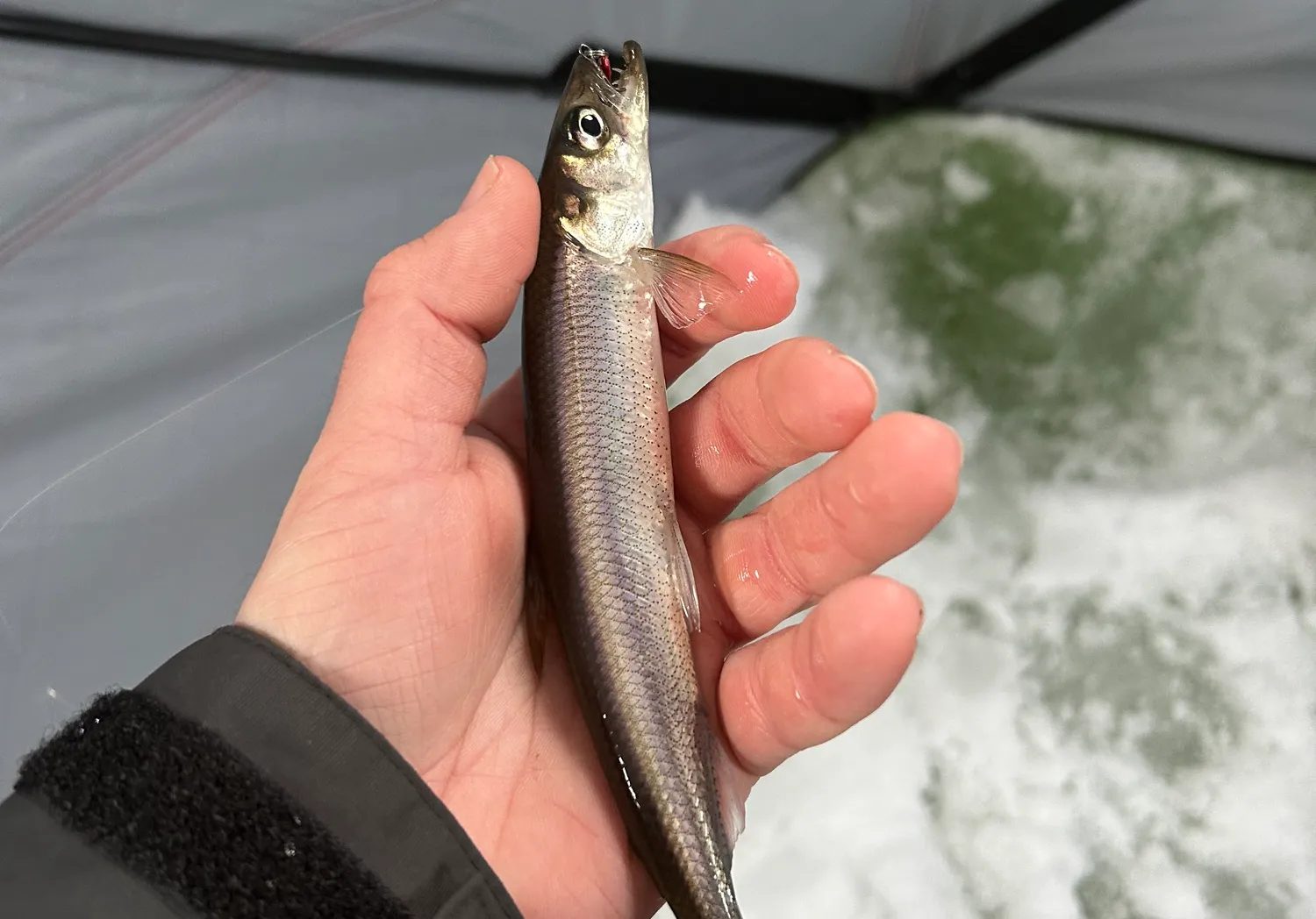 Atlantic rainbow smelt