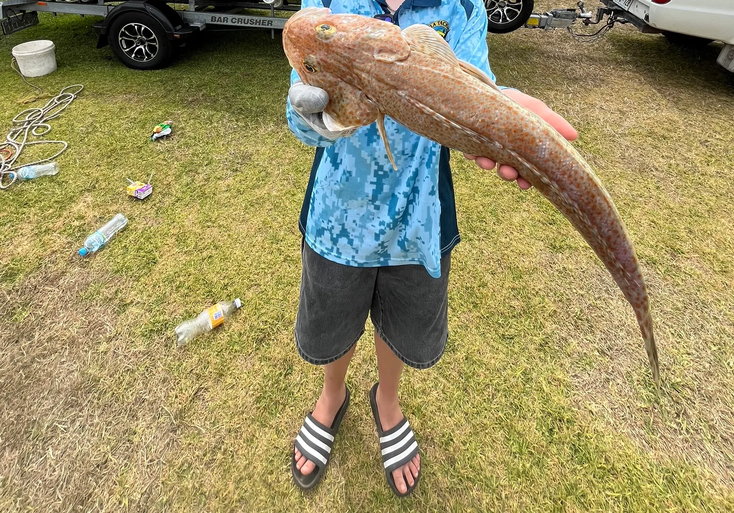 Tiger flathead