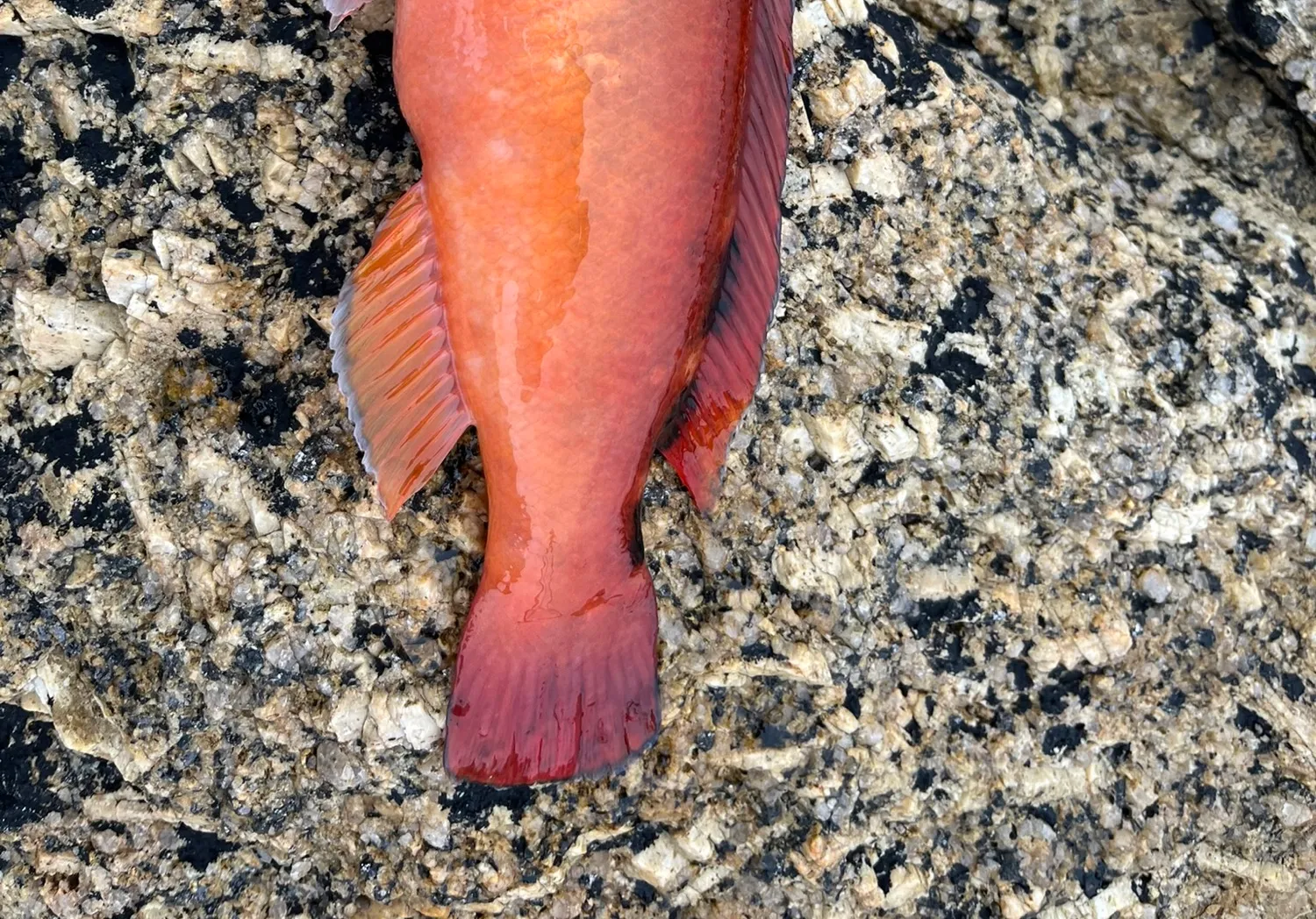 Cuckoo wrasse