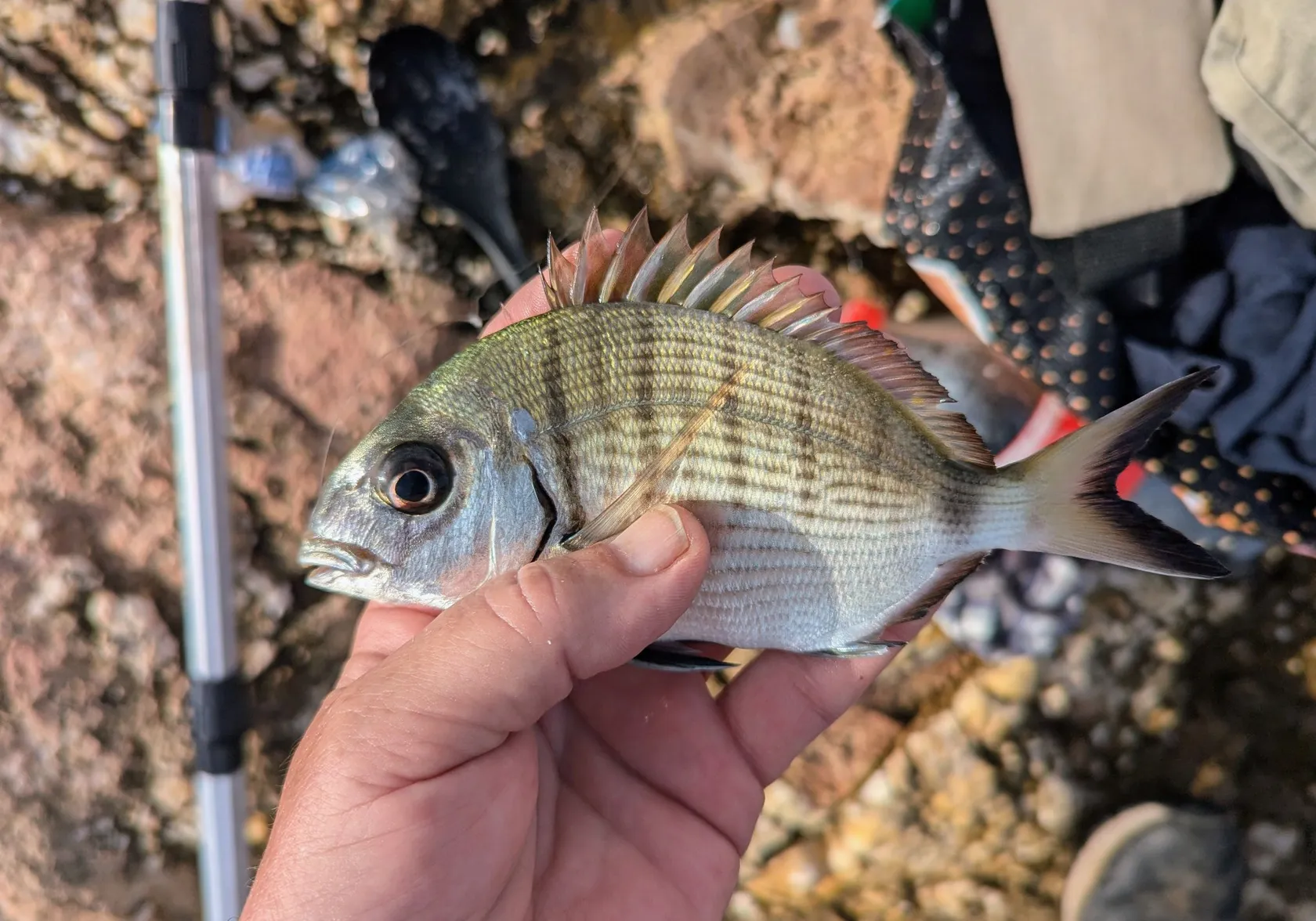 White seabream