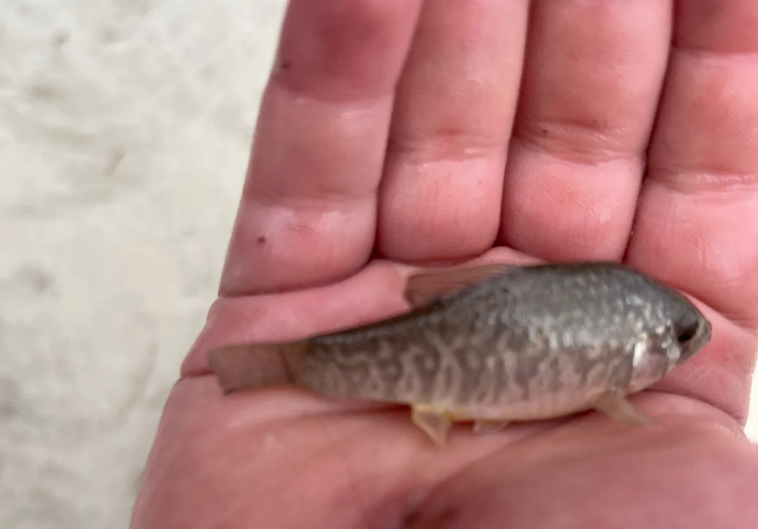 Sheepshead minnow