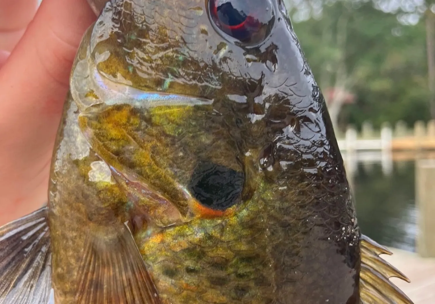 Orange-spotted grouper