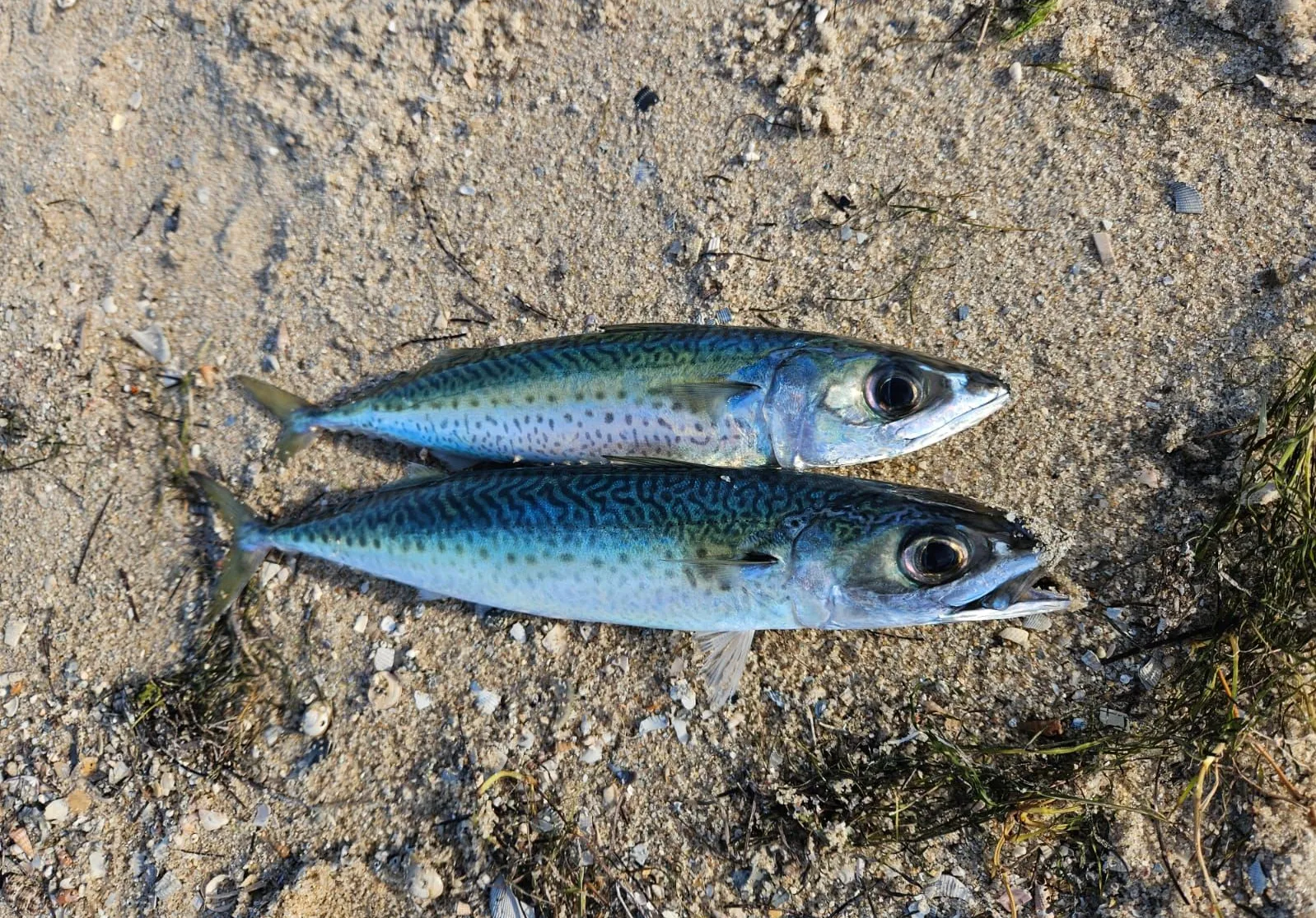 Blue mackerel