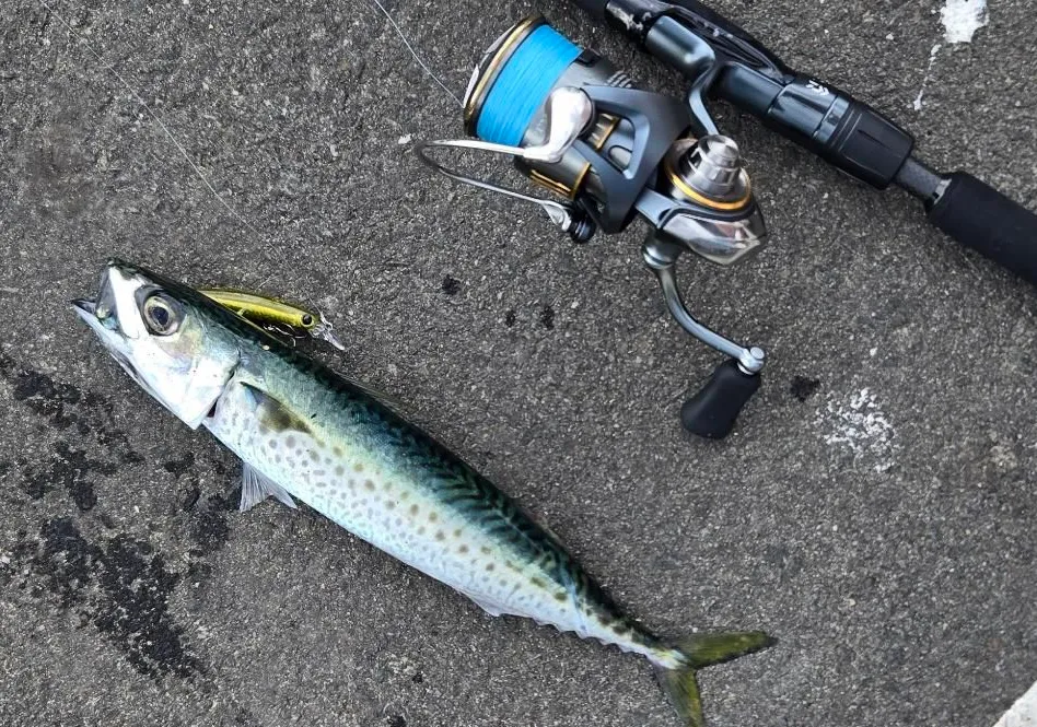 Pacific chub mackerel