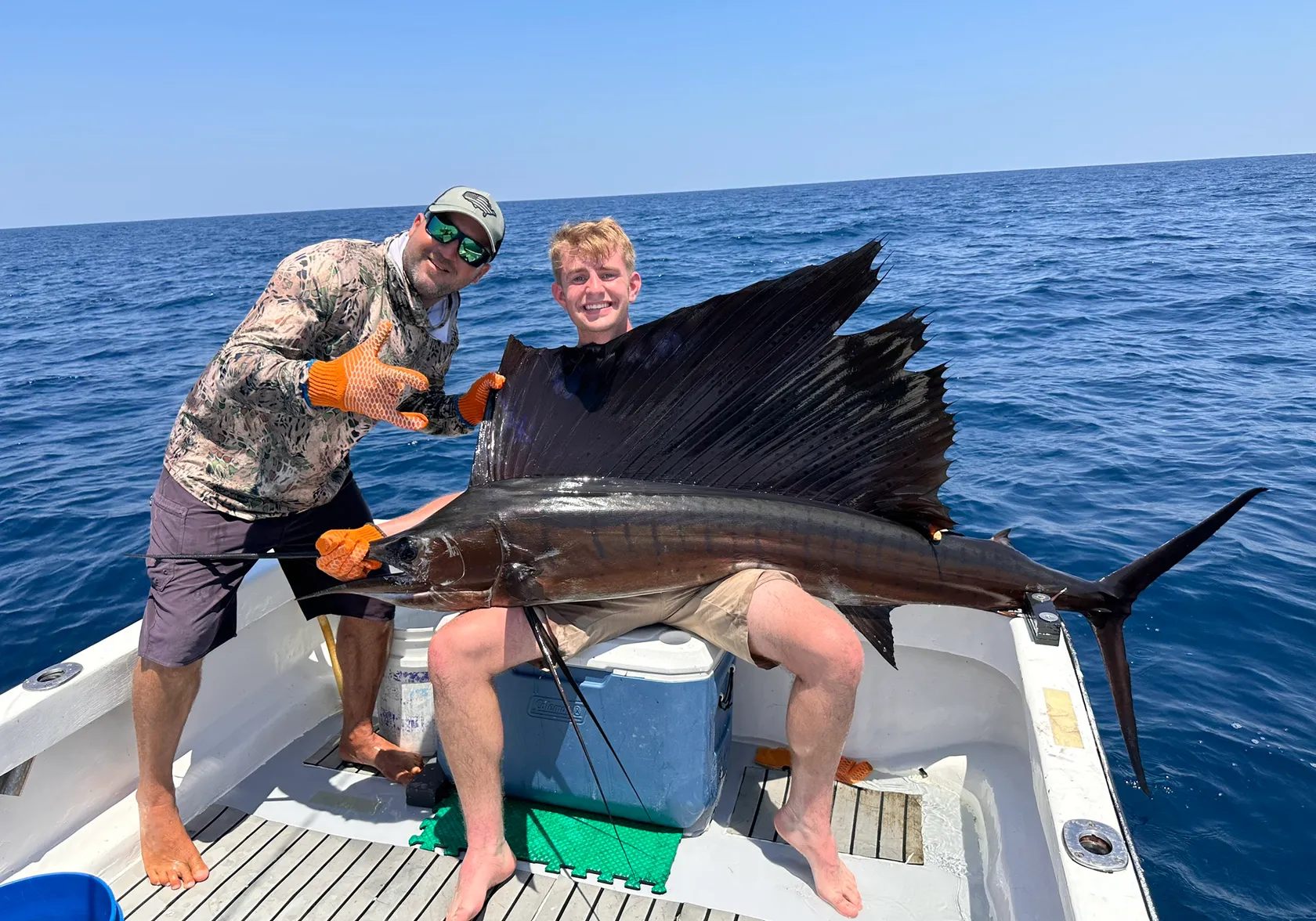 Indo-Pacific sailfish