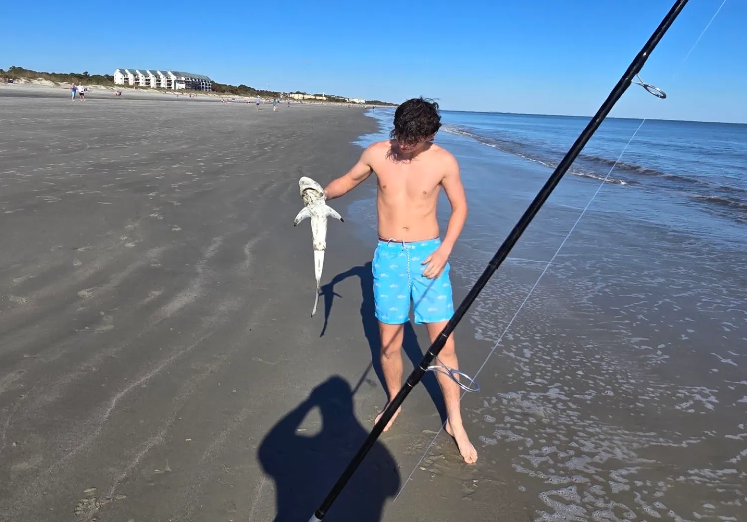 Blacknose shark