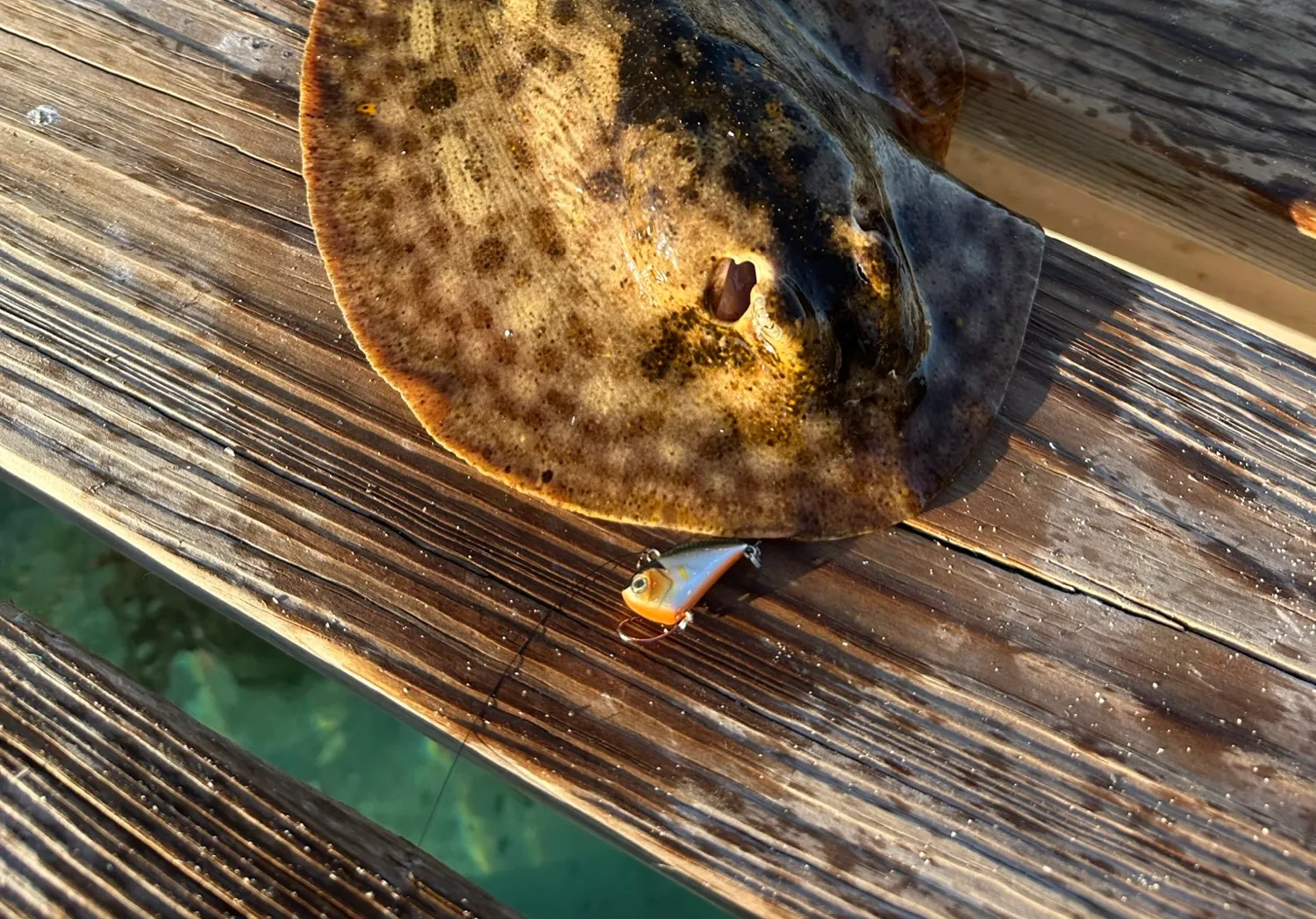 Yellow stingray